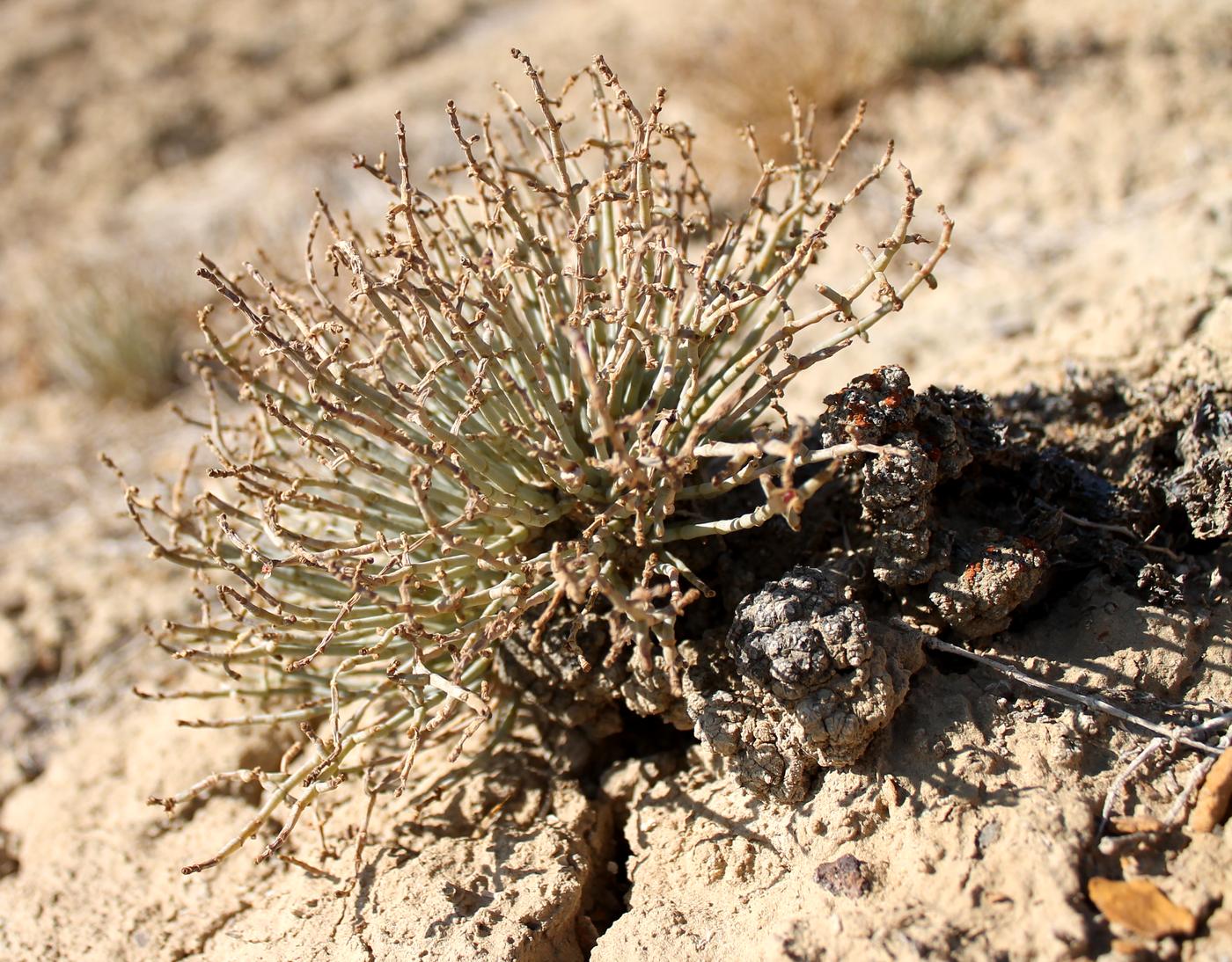 Image of Anabasis truncata specimen.