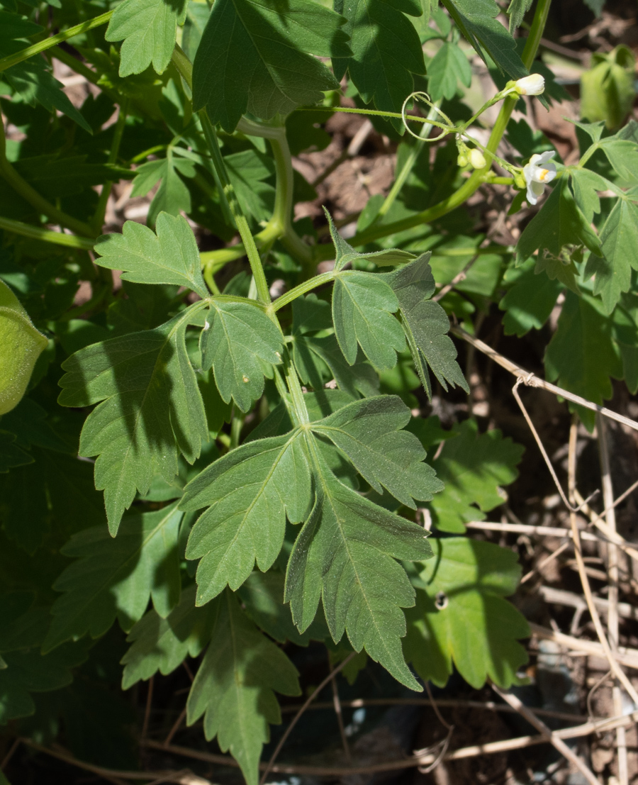 Изображение особи Cardiospermum halicacabum.