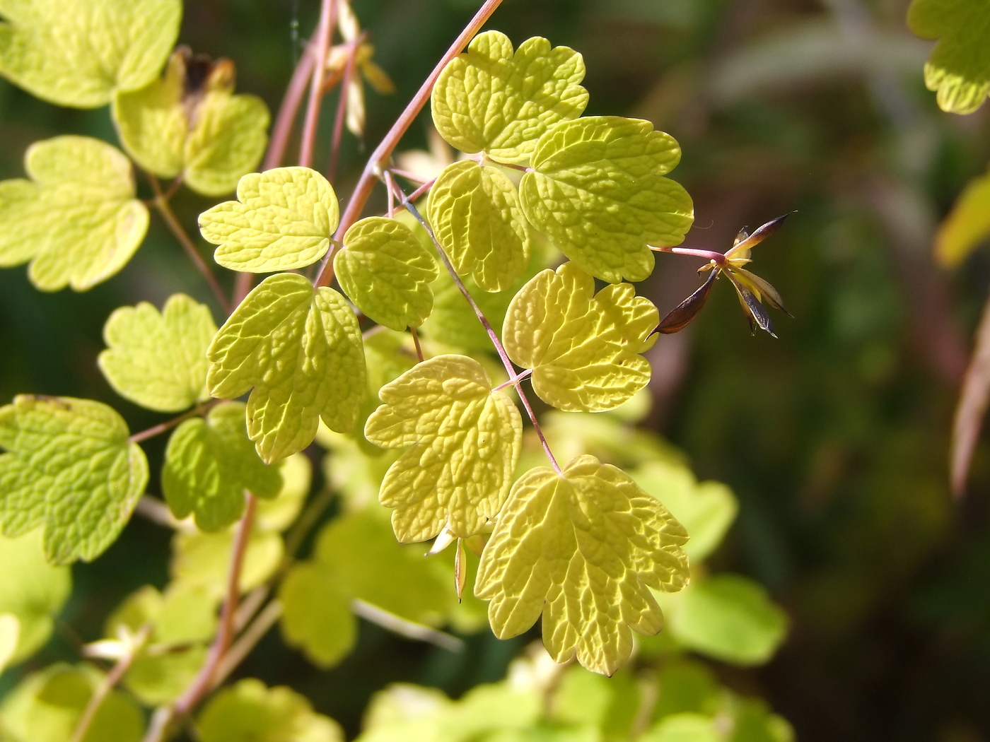 Изображение особи Thalictrum sparsiflorum.