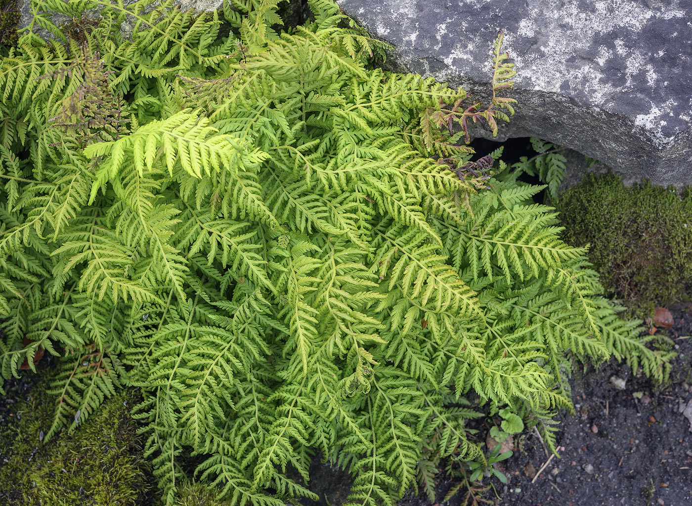 Изображение особи род Asplenium.