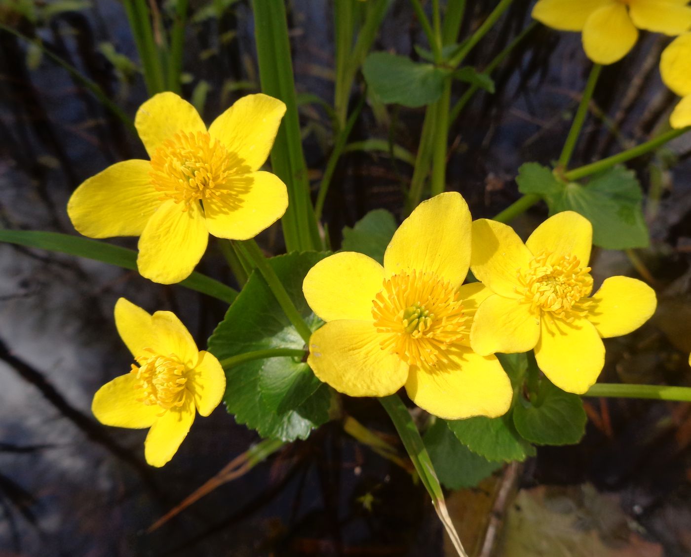 Image of Caltha palustris specimen.