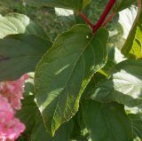 Hydrangea paniculata. Лист. Тверская обл., г. Тверь, городской сад, в культуре. 22 сентября 2020 г.