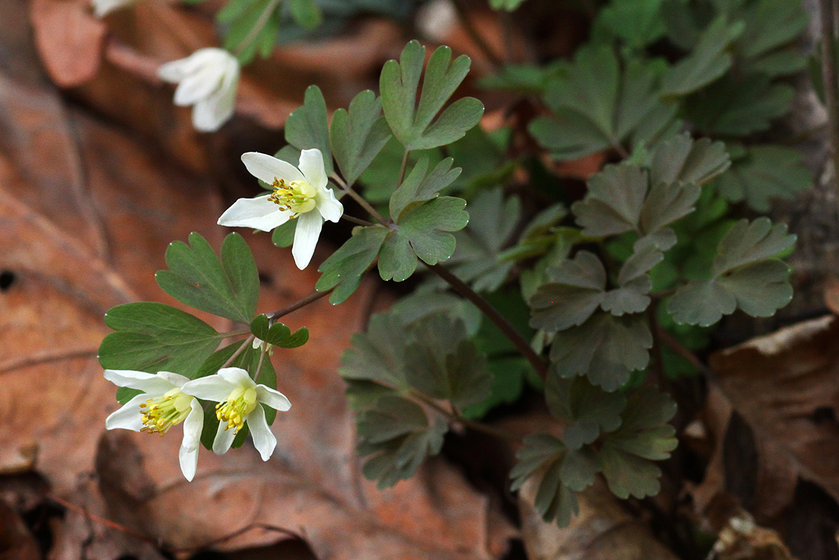 Изображение особи Semiaquilegia manshurica.