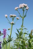 Valeriana salina