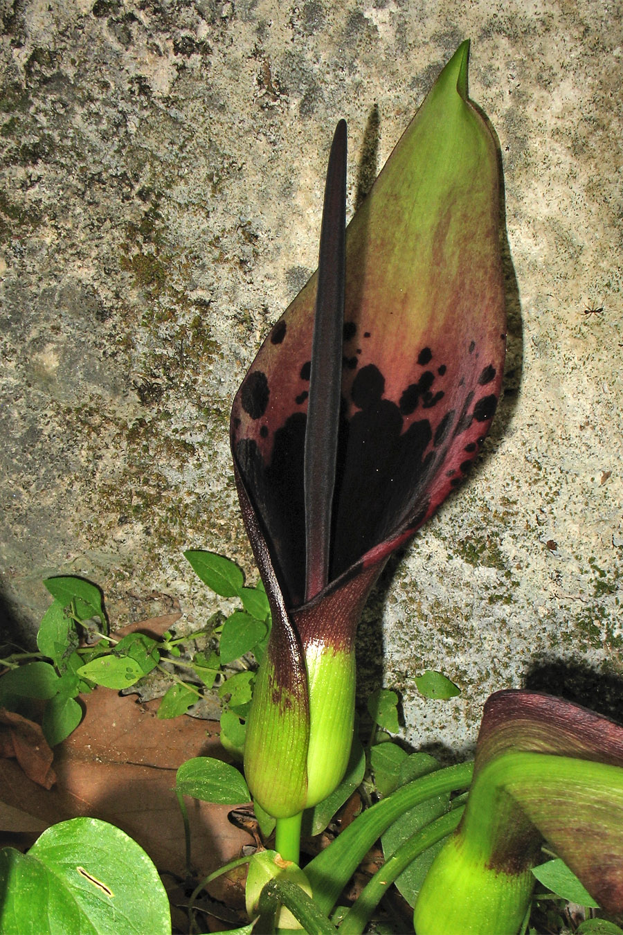 Изображение особи Arum dioscoridis.