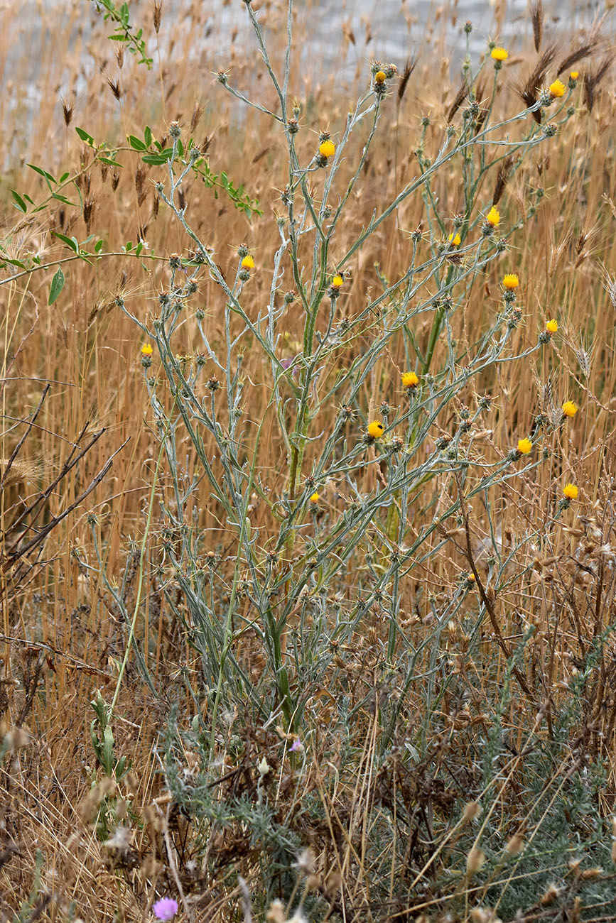 Image of Centaurea solstitialis specimen.