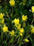 Saxifraga hirculus