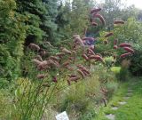 genus Sanguisorba