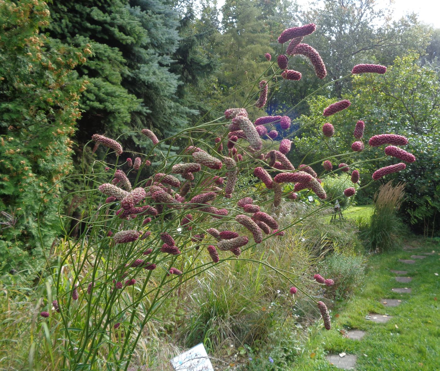 Image of genus Sanguisorba specimen.