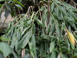 Canna paniculata. Побеги. Перу, регион Куско, провинция Урубамба, окр. г. Machu Picchu, обочина дороги к археологическому комплексу, нижняя часть склона юго-восточной экспозиции. 17.10.2019.