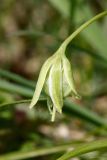 Gagea lutea