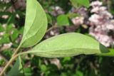 Syringa microphylla. Листья (нижняя поверхность). Крым, Симферополь, ботсад университета. 13 мая 2010 г.