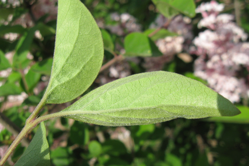 Image of Syringa microphylla specimen.