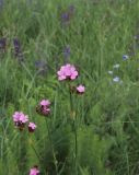 Dianthus andrzejowskianus