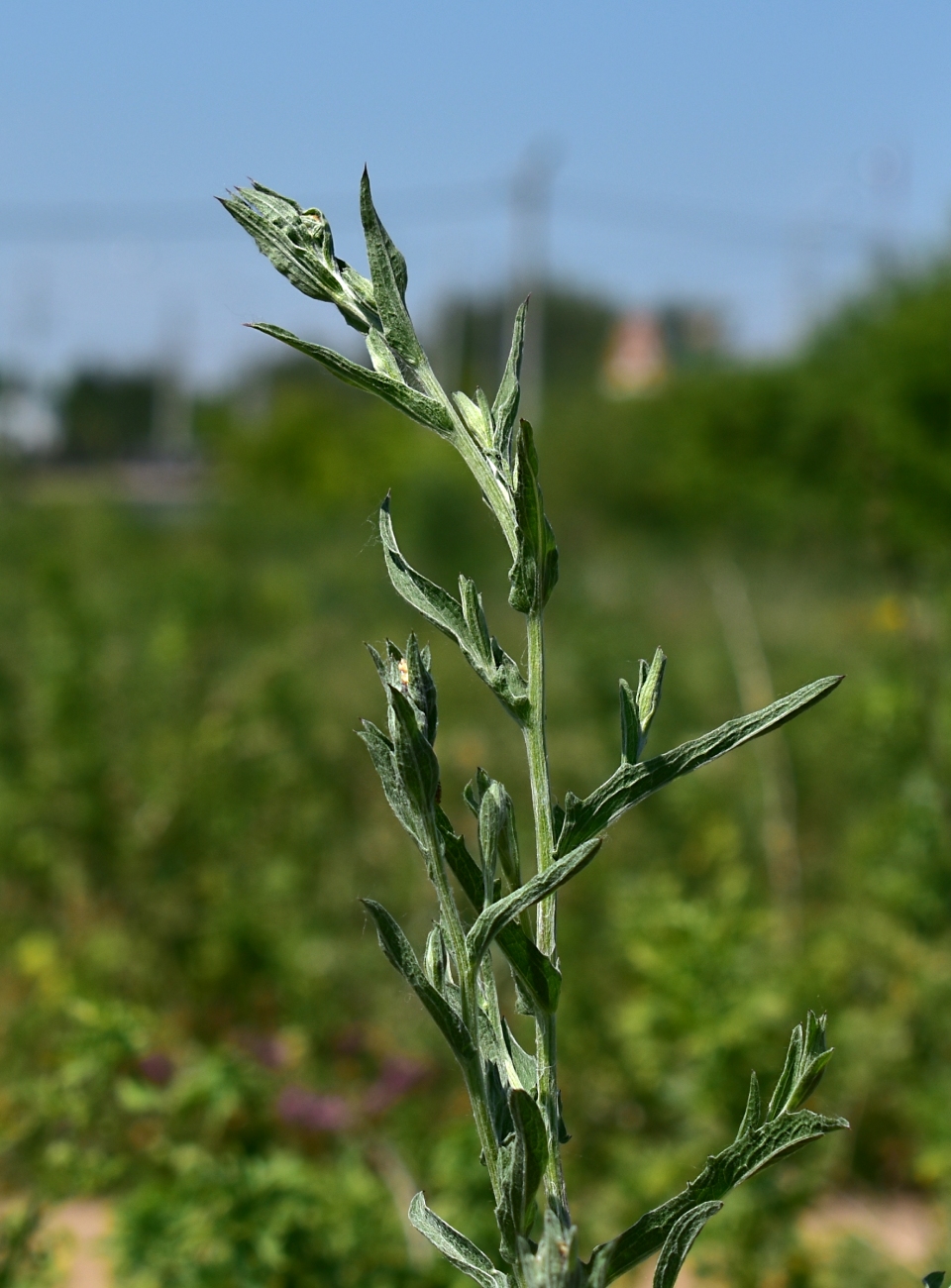 Изображение особи Centaurea jacea.