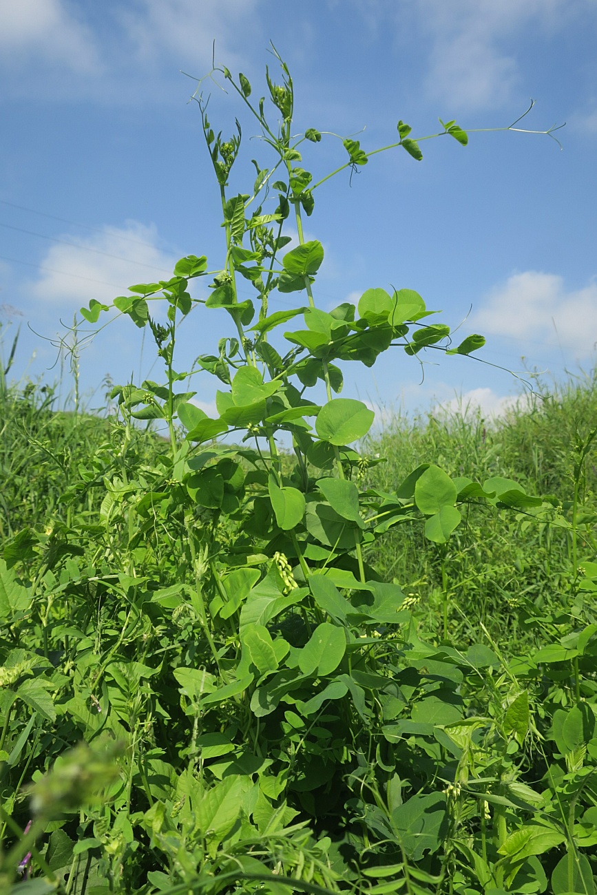 Image of Vicia pisiformis specimen.