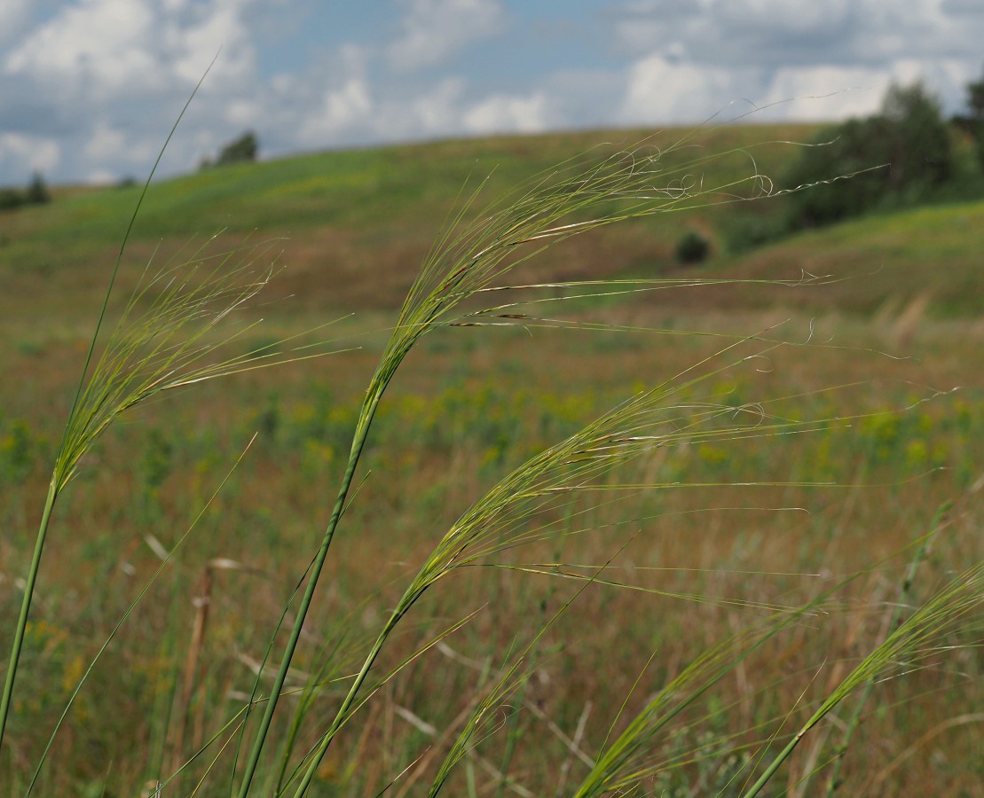 Image of Stipa capillata specimen.