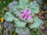 Brassica oleracea variety viridis. Вегетирующее растение. Хабаровск, ул. Монтажная 15, в культуре. 14.10.2012.