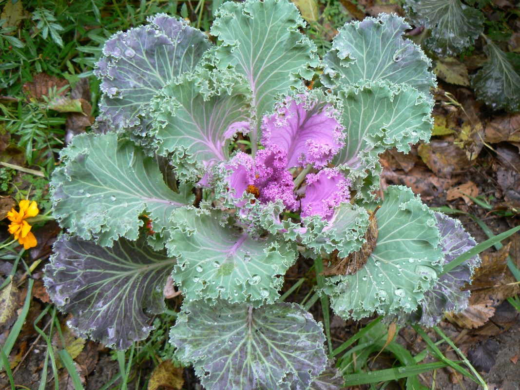 Изображение особи Brassica oleracea var. viridis.