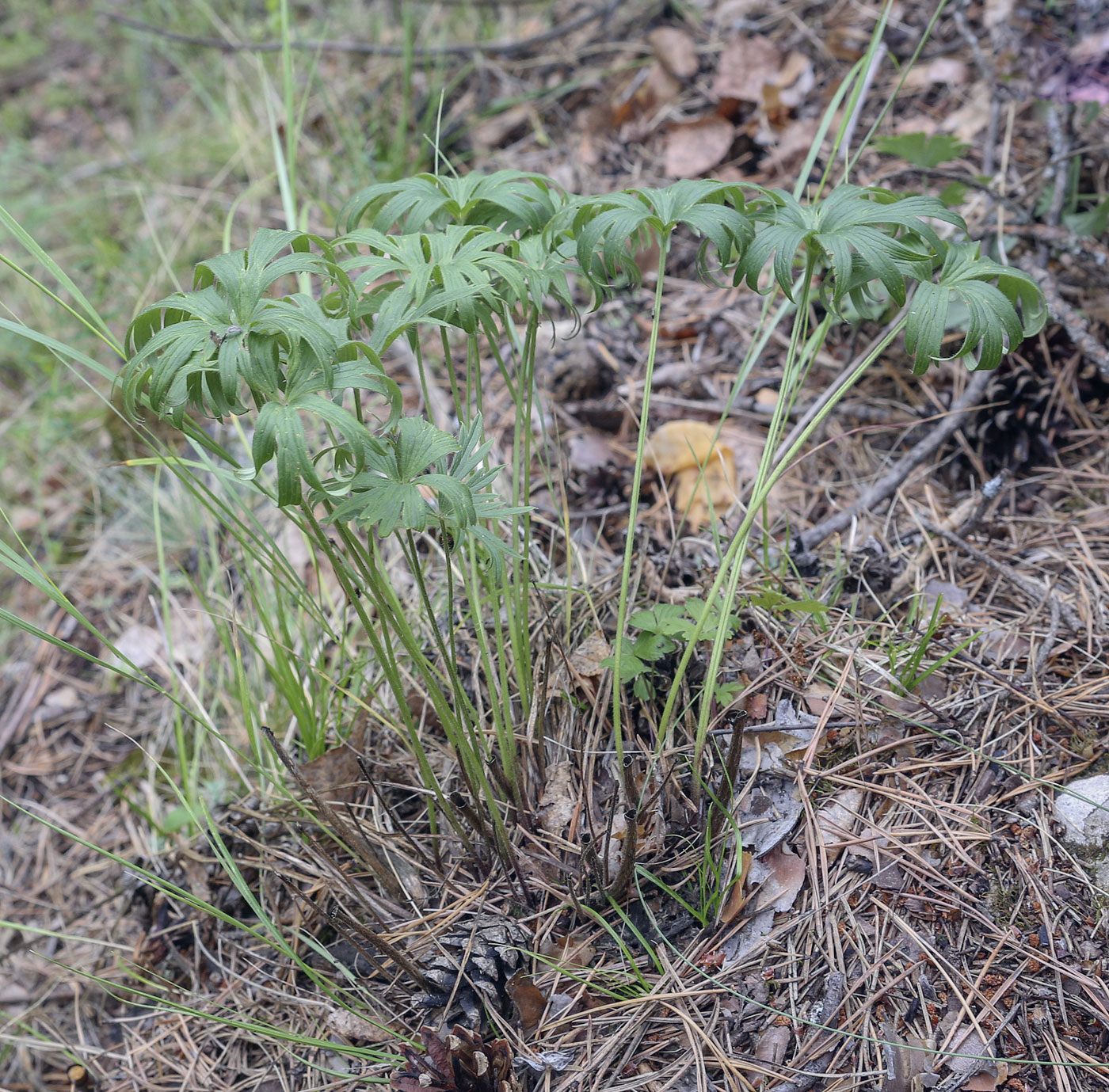 Image of Pulsatilla patens specimen.