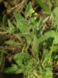 Nonea flavescens