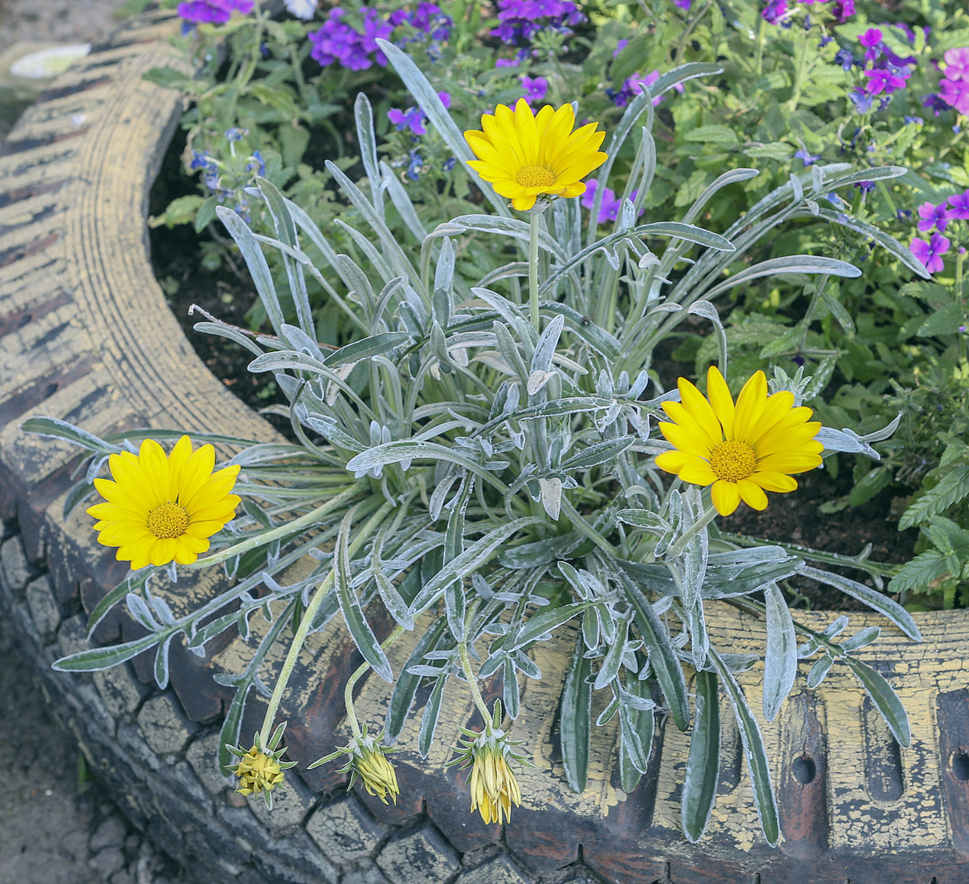 Image of Gazania &times; hybrida specimen.