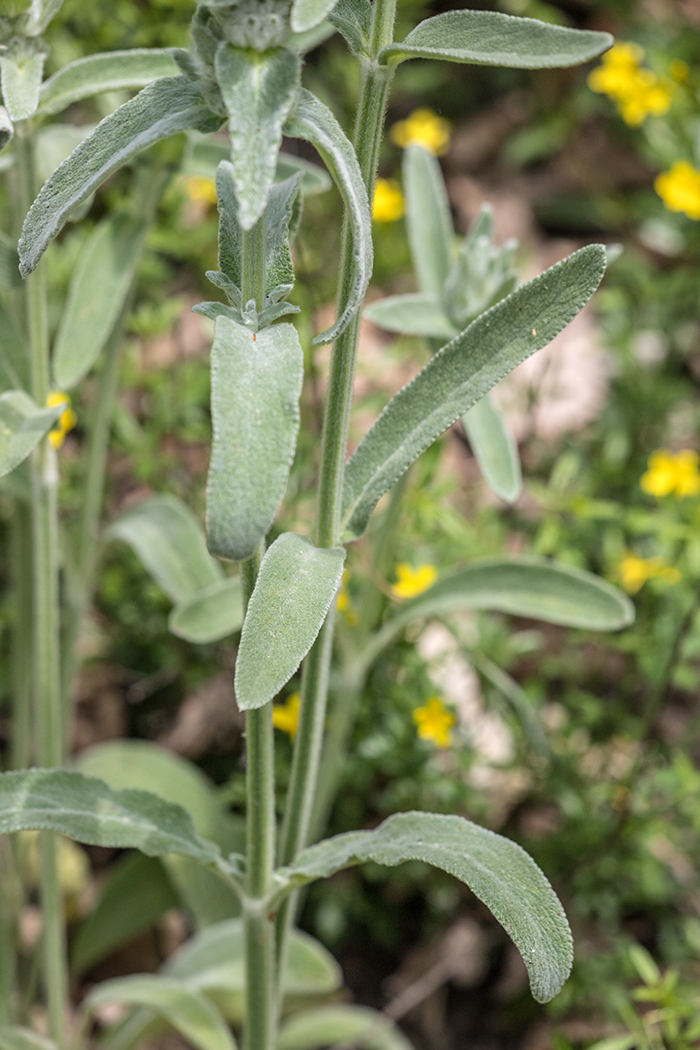 Image of Stachys velata specimen.