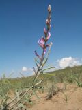 Astragalus brachypus. Верхушка побега с соцветием. Южный Казахстан, Жамбылская обл., окр. с. Акыртобе; южная часть песков Мойынкум, полузакреплённые пески. 12 мая 2021 г.