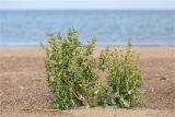 genus Chenopodium. Плодоносящее растение. Ленинградская обл., Кингисеппский р-н, Финский залив; Кургальский риф, о. Курголовская Рейма, песчаная отмель. 15.08.2020.