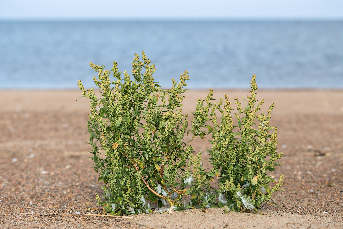 Изображение особи род Chenopodium.