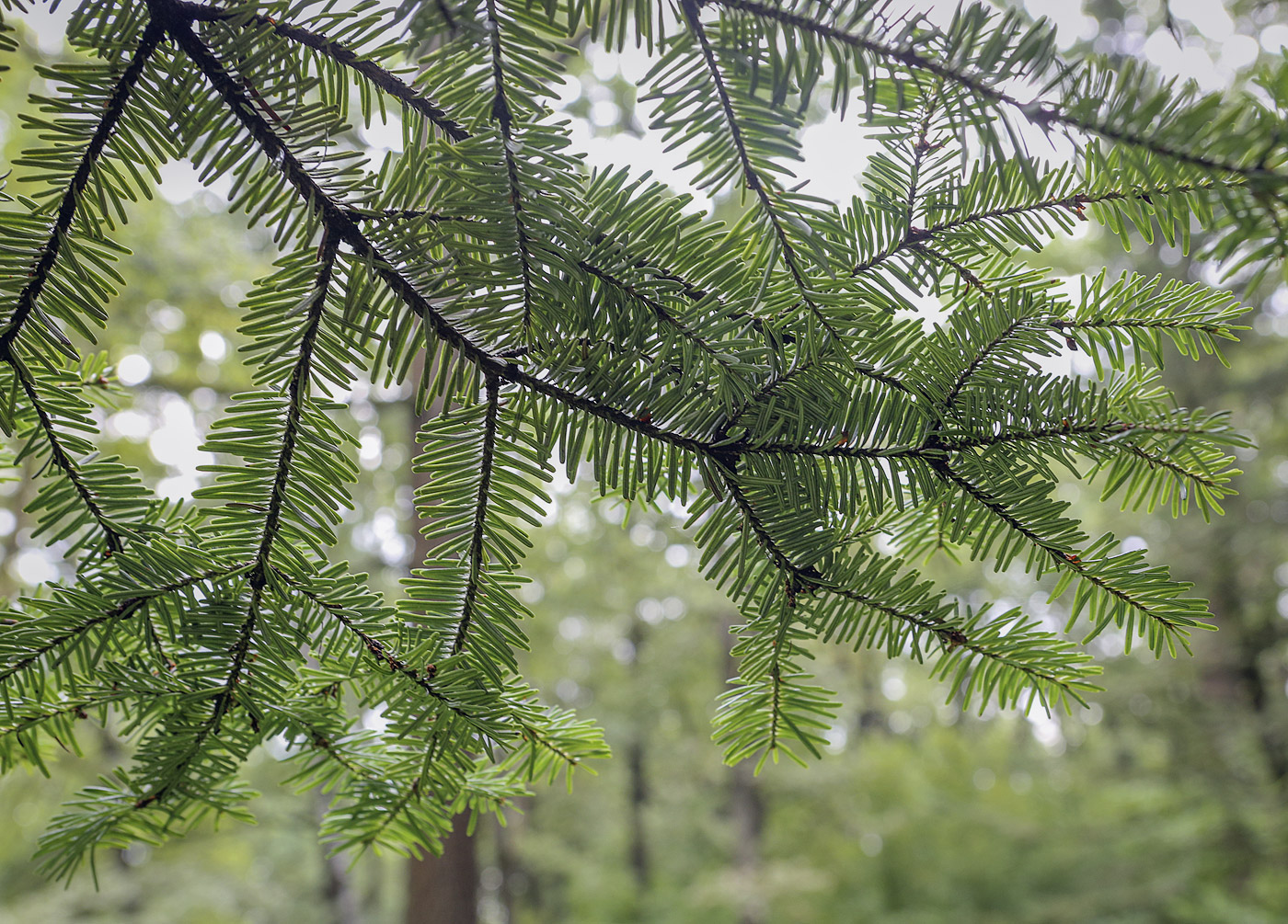 Изображение особи Abies veitchii.