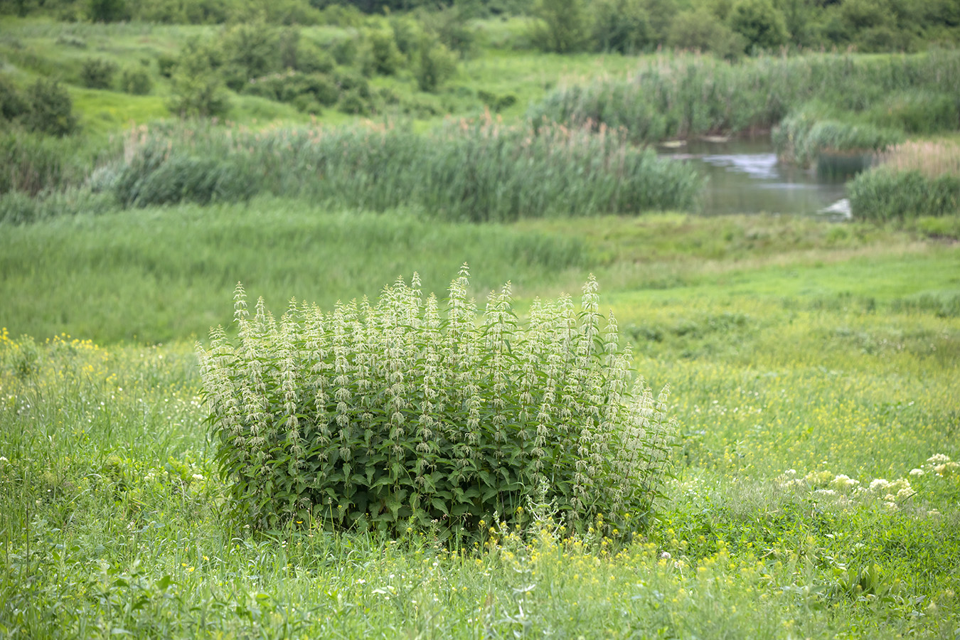 Изображение особи Urtica dioica.