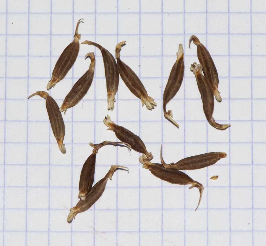 Image of familia Bromeliaceae specimen.