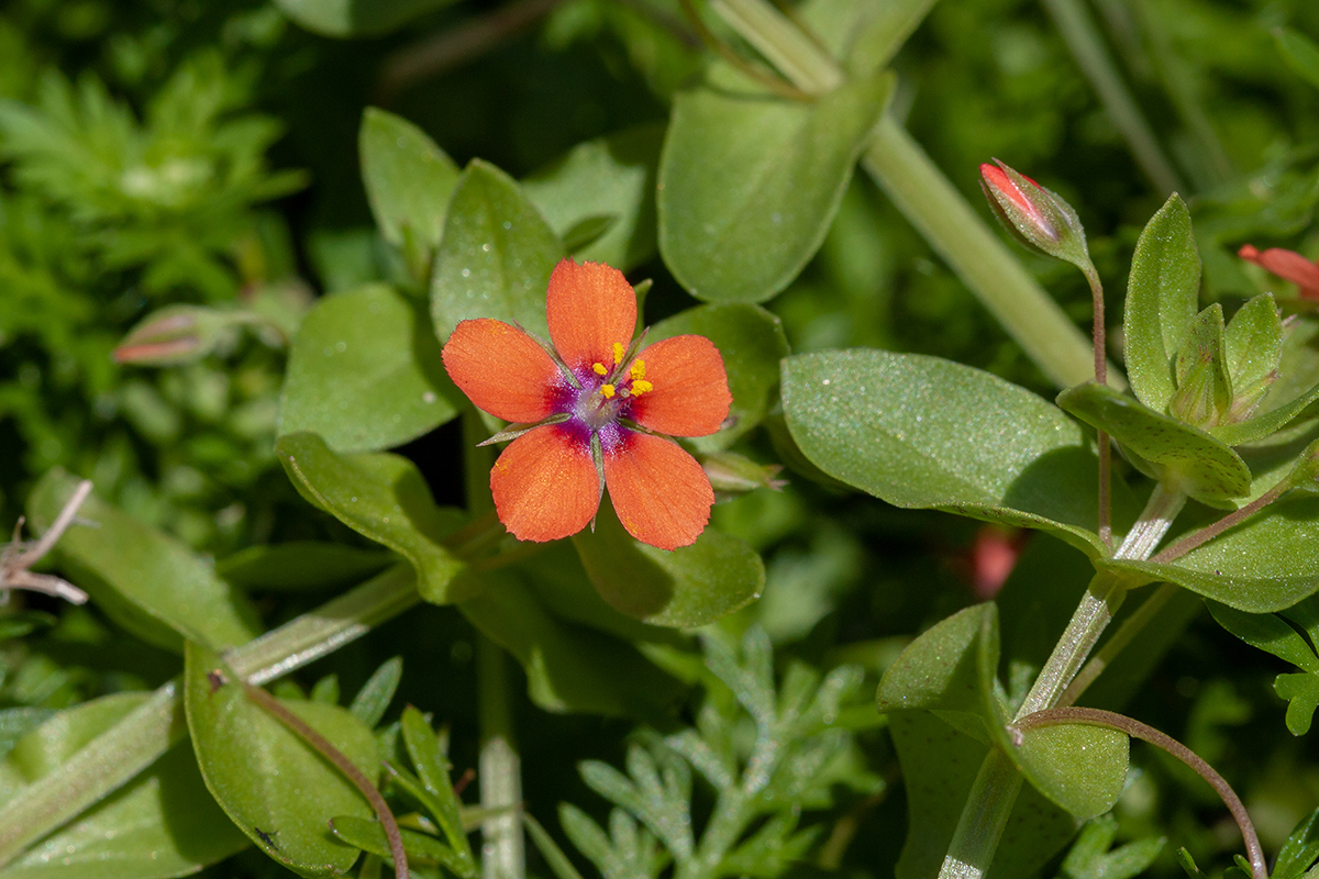 Image of Anagallis arvensis specimen.