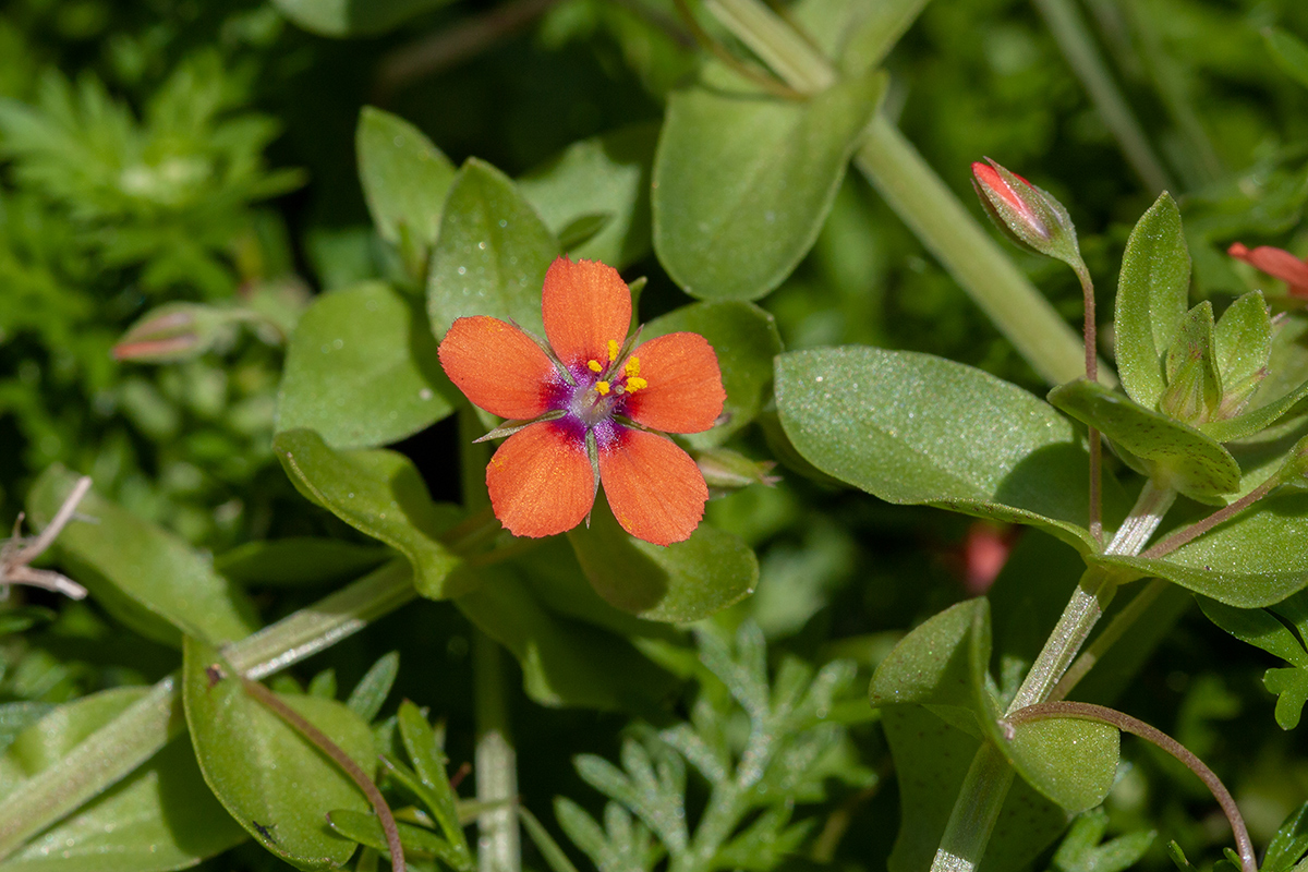 Изображение особи Anagallis arvensis.