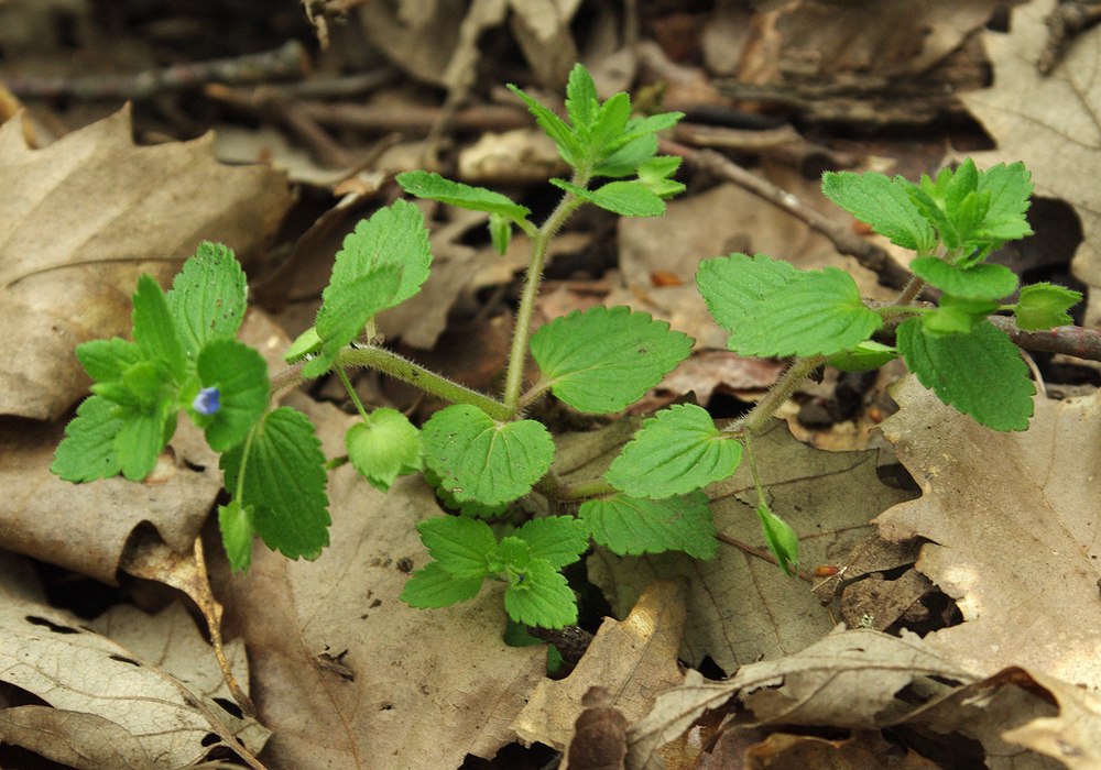 Image of Veronica crista-galli specimen.