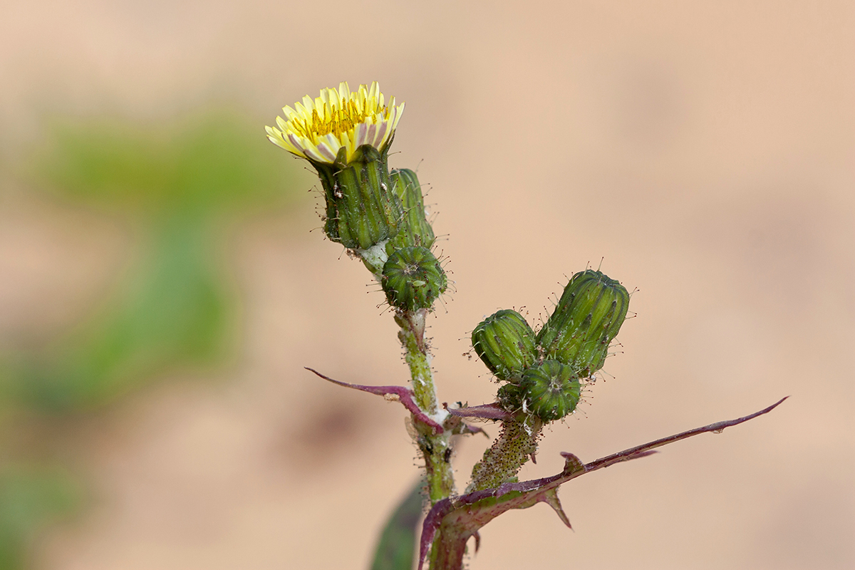 Image of Sonchus oleraceus specimen.