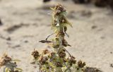 Gnaphalium rossicum