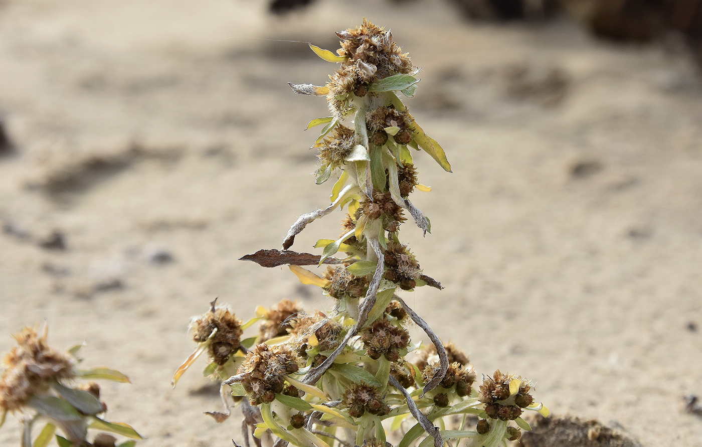 Изображение особи Gnaphalium rossicum.