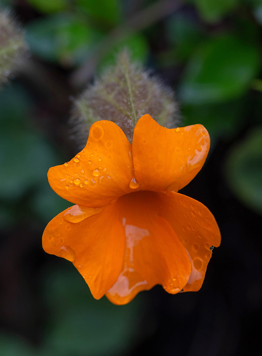 Image of Thunbergia gregorii specimen.