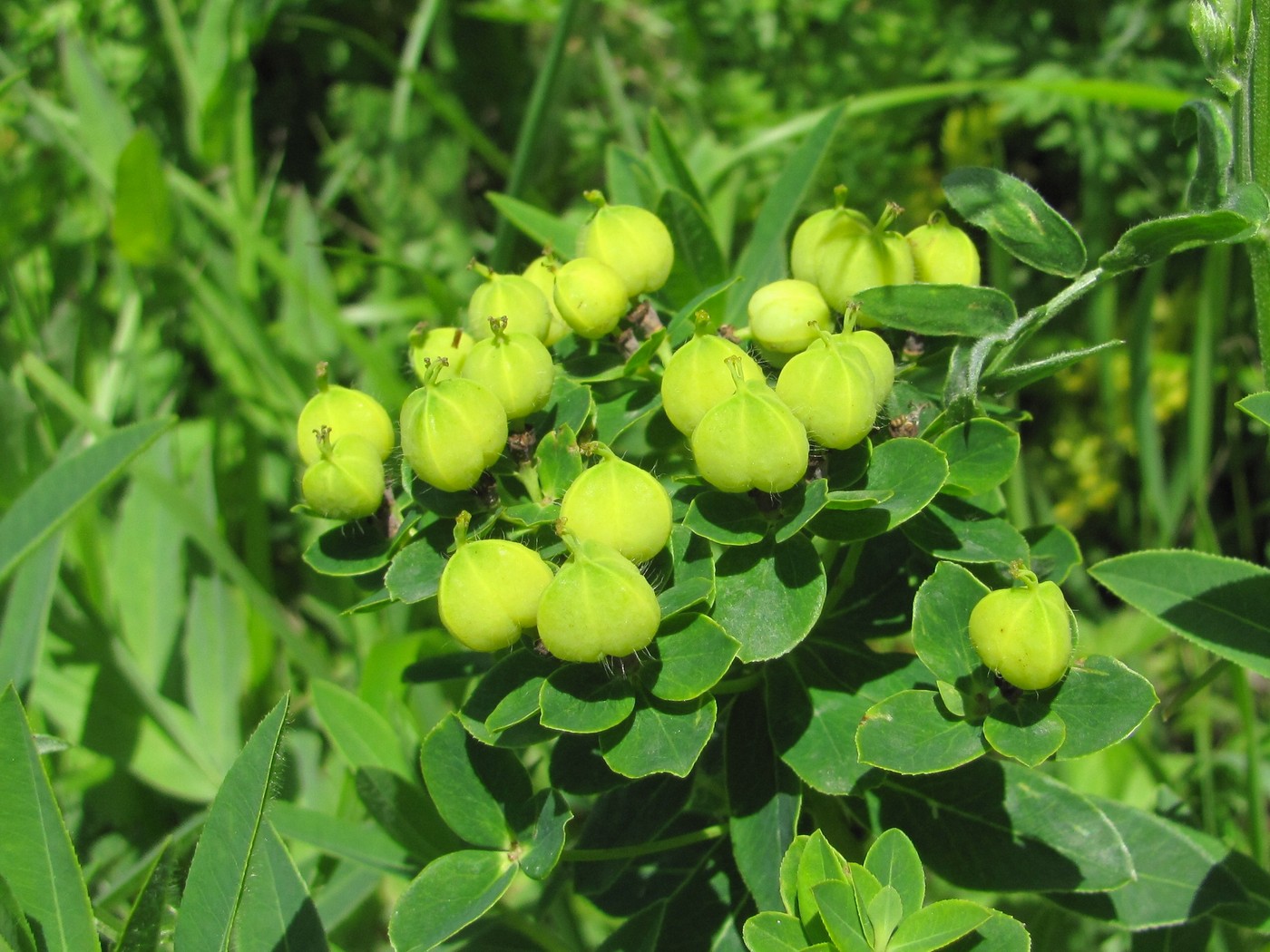 Image of Euphorbia procera specimen.