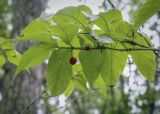 Lonicera glehnii