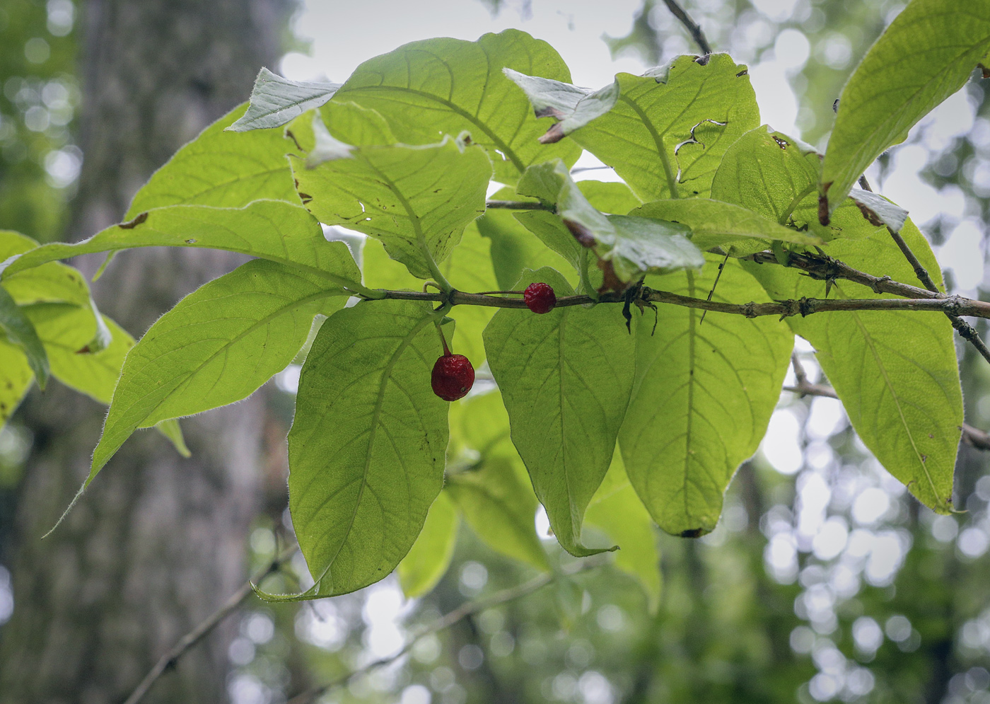 Image of Lonicera glehnii specimen.