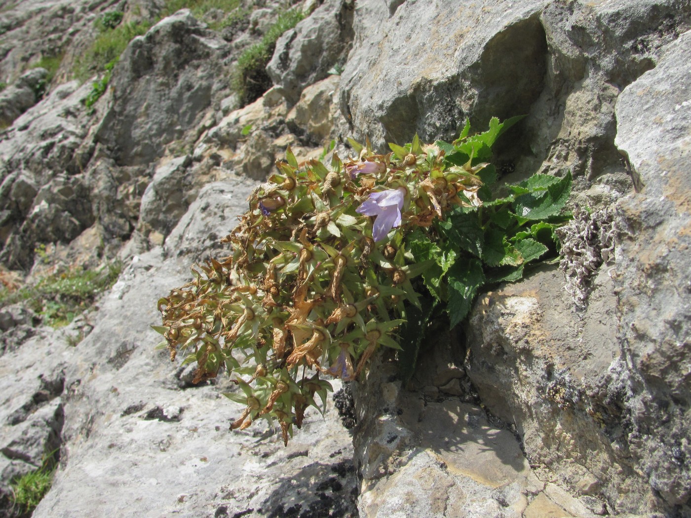 Изображение особи Campanula ossetica.