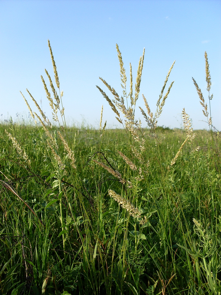 Image of Koeleria macrantha specimen.