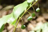 Polygonatum hirtum