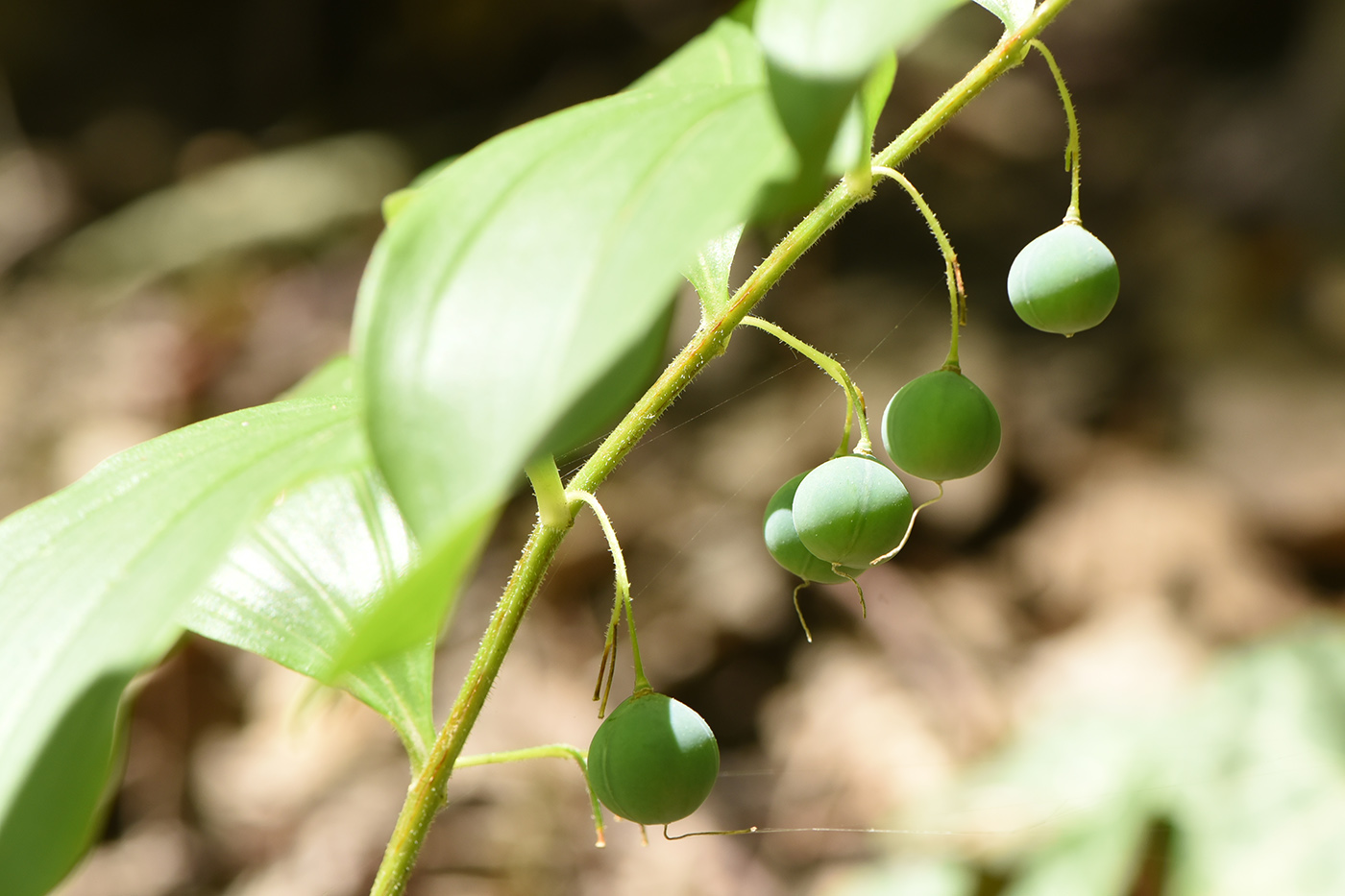 Image of Polygonatum hirtum specimen.