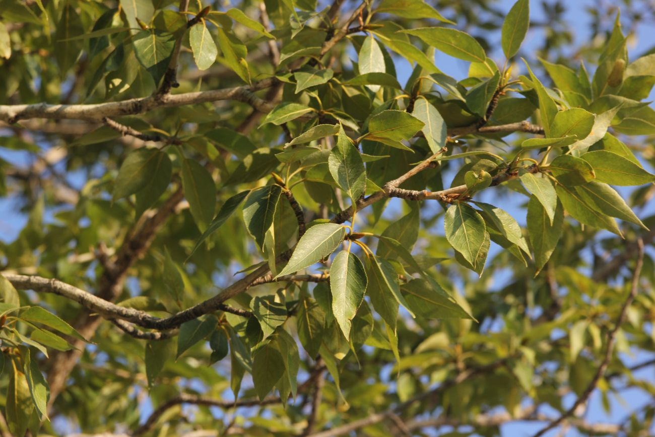 Image of Populus laurifolia specimen.