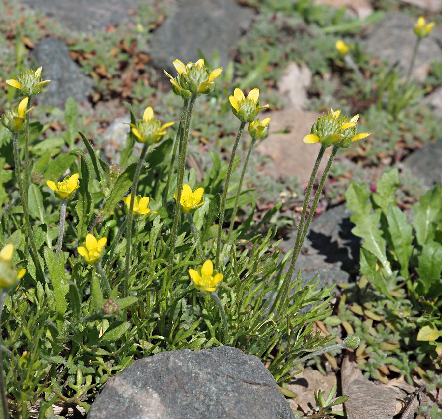 Изображение особи Ceratocephala orthoceras.