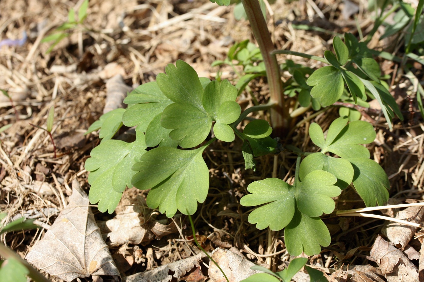 Image of Corydalis solida specimen.